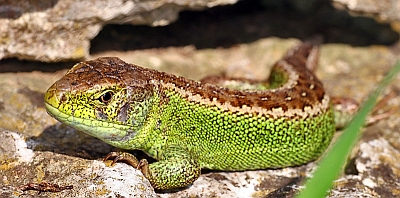 Zauneidechse (Lacerta agilis) Zauneidechse (Lacerta agilis)